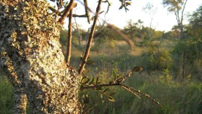 Esteros y Algarrobales del Río Uruguay